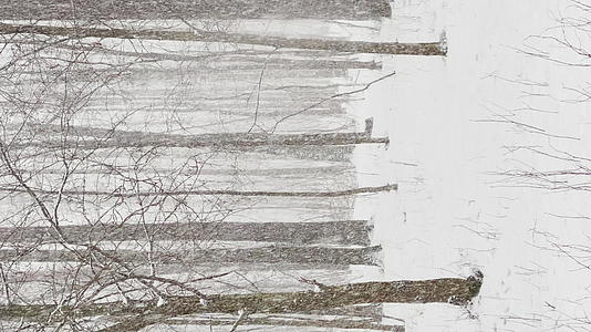 随着树林里的大雪大片的雪花野生公园冬天的树木视频的预览图