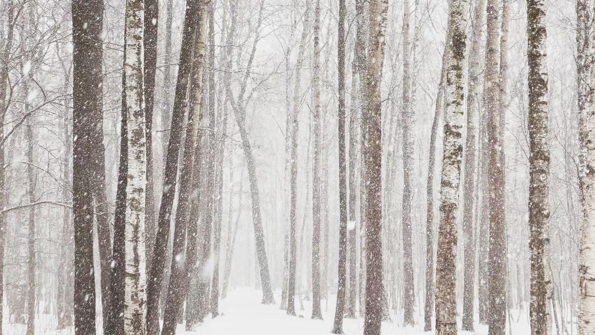 随着树林里的大雪大片的雪花野生公园冬天的树木视频的预览图