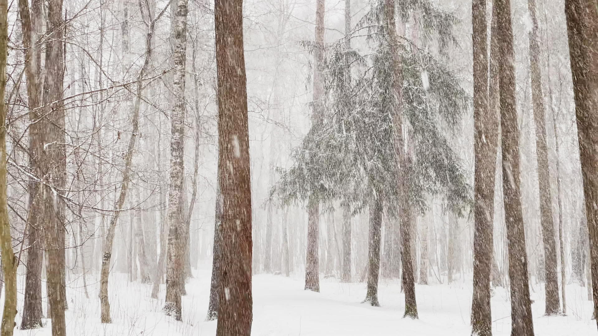 森林里的大雪视频的预览图
