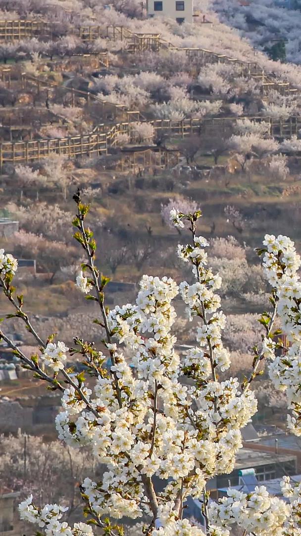 美丽乡村开满樱花的山谷延时摄影视频的预览图