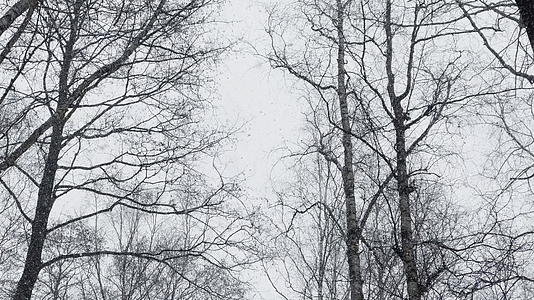 大雪在树林中缓慢移动大雪飞向相机野公园的暴风雪视频的预览图
