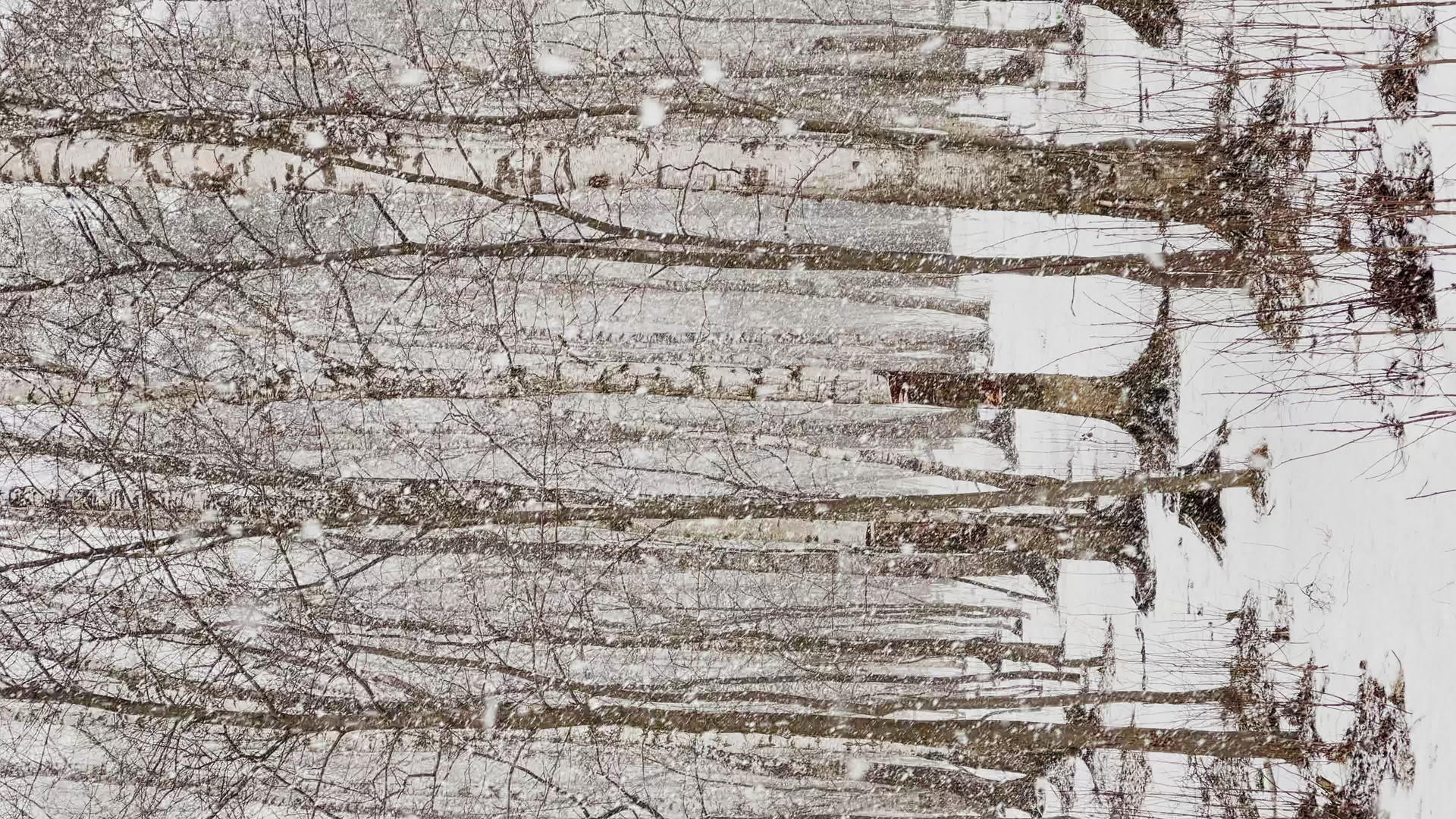 树林里大雪大雪野生公园冬天树木的垂直慢动作视频视频的预览图