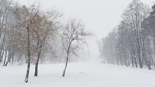 树林里大雪的慢视频大雪野公园冬天的树干视频的预览图