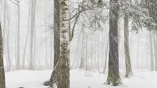 随着树林里的大雪 大片的雪花野生公园冬天的树木视频的预览图