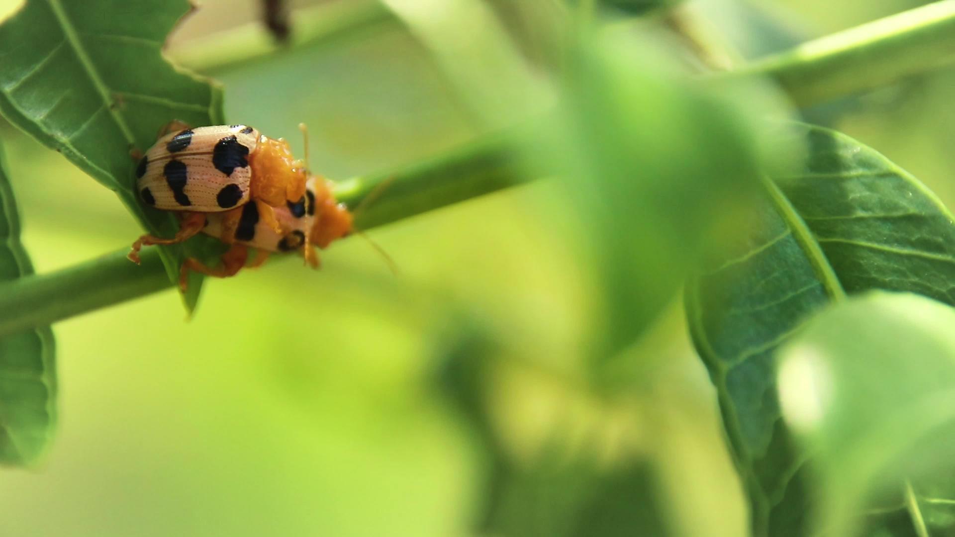 甲虫交配甲虫视频的预览图