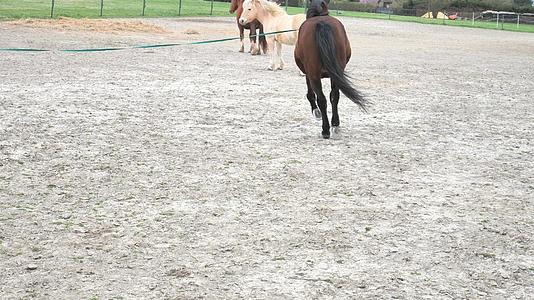 马从疾驰或小跑中移动驯马师用弓步领着棕色的纯种马和马视频的预览图
