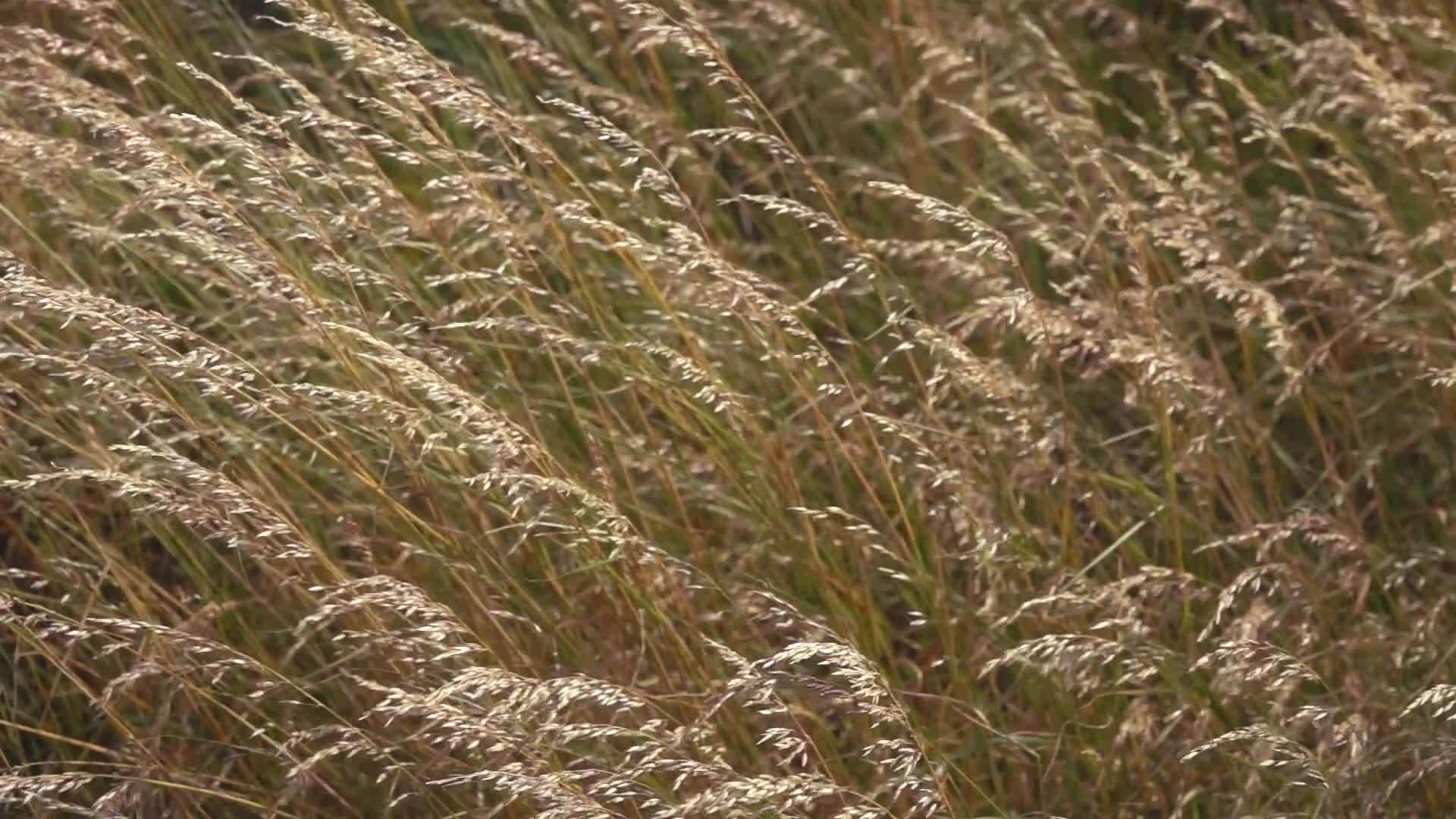 慢慢运动金草在微风中移动视频的预览图