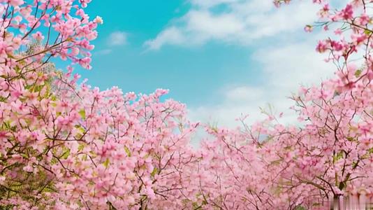 【收藏】春季粉色风铃花古风亭子视频的预览图