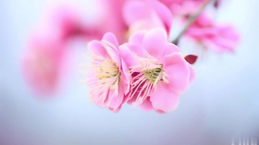 【收藏】春季粉色浪漫紫色风铃樱花~22视频的预览图
