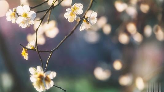 【收藏】春季公园梅花逆光拍摄白樱花视频的预览图