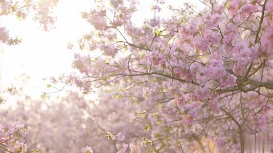 【收藏】春季近景樱花树视频的预览图