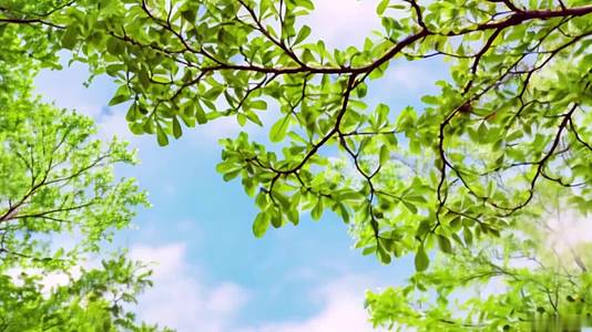 【收藏】春天美丽的蓝天下新生的叶子在风中摇曳视频的预览图