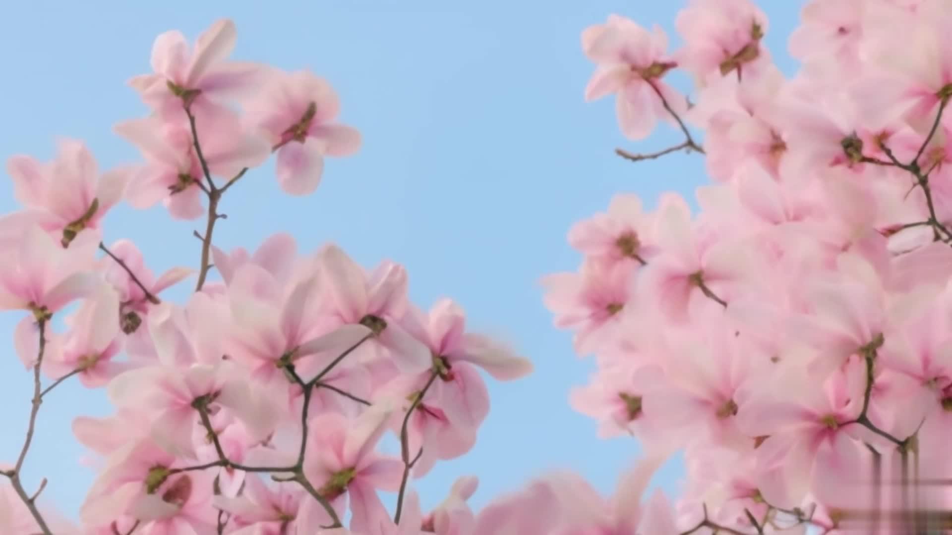 【收藏】春天美丽的樱花玉兰花粉色视频的预览图