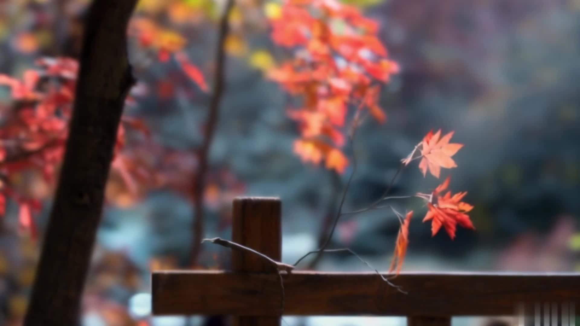 【收藏】公园枫树秋景小房流水伊人红枫叶视频的预览图