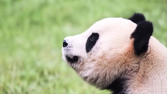 【收藏】国宝熊猫玩耍视频的预览图