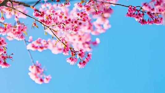 【收藏】春季蓝天樱花浪漫风铃视频的预览图