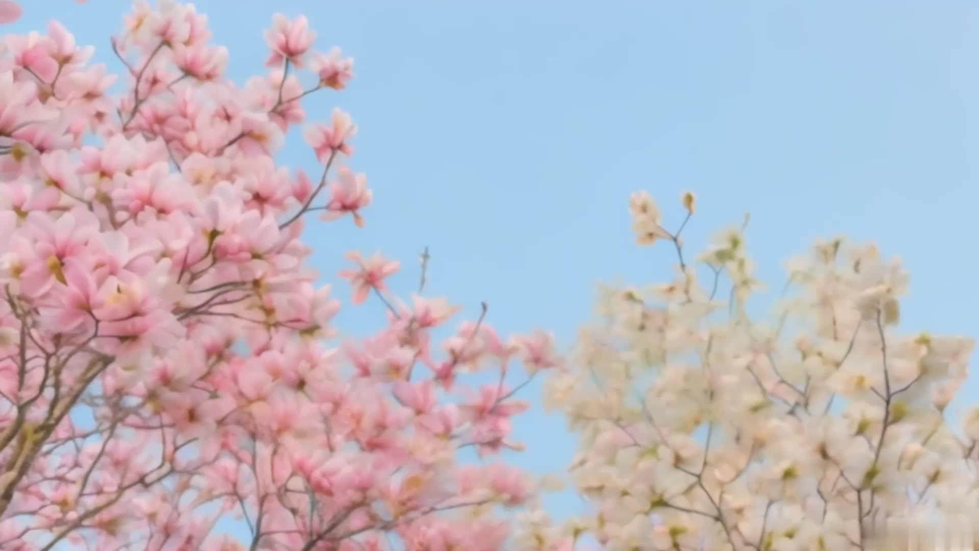 【收藏】春天浪漫美丽樱花视频的预览图