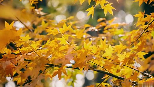 【收藏】秋季公园枫树河水视频的预览图