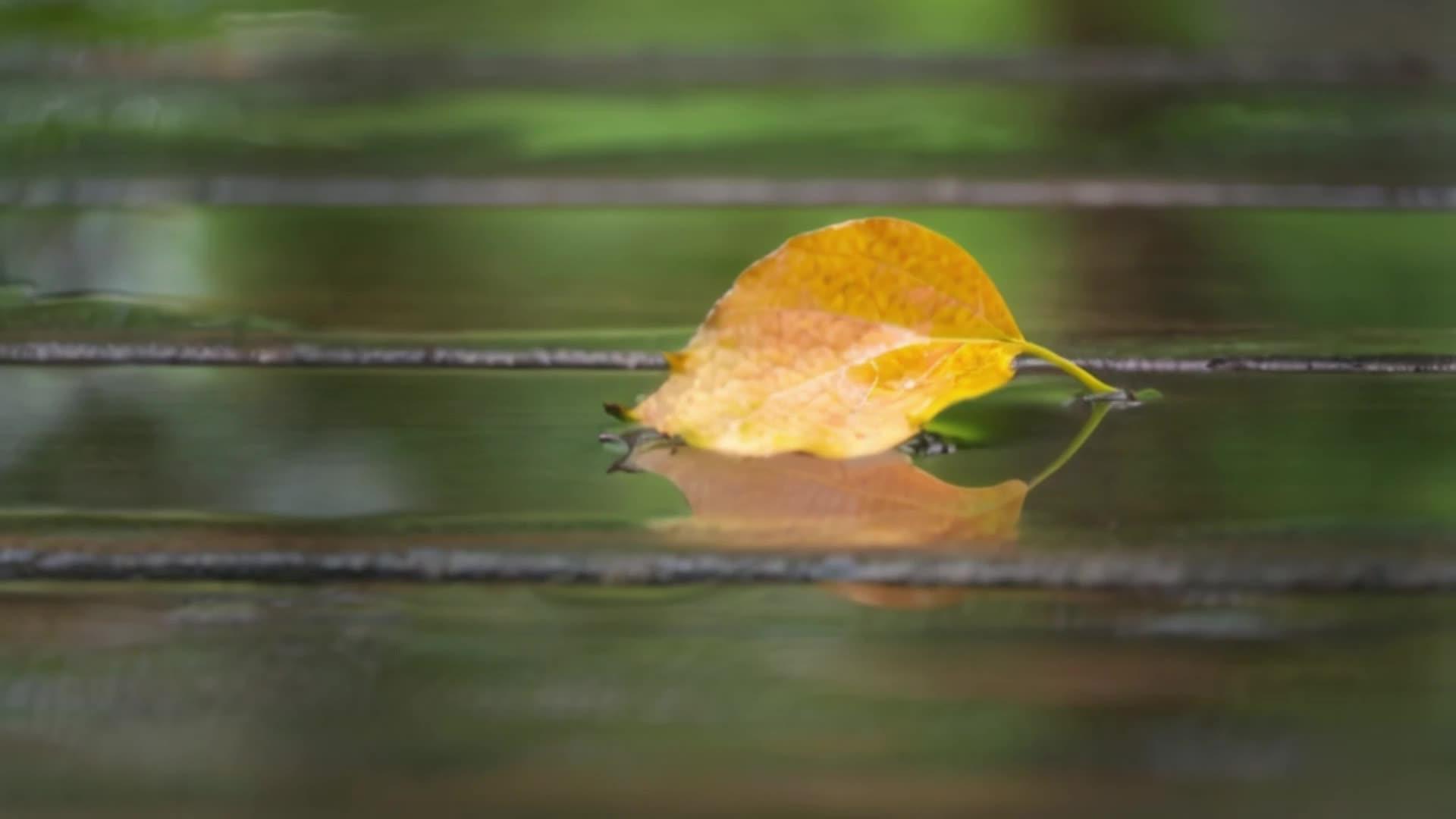 【收藏】特写银杏叶秋雨后落叶倒影视频的预览图