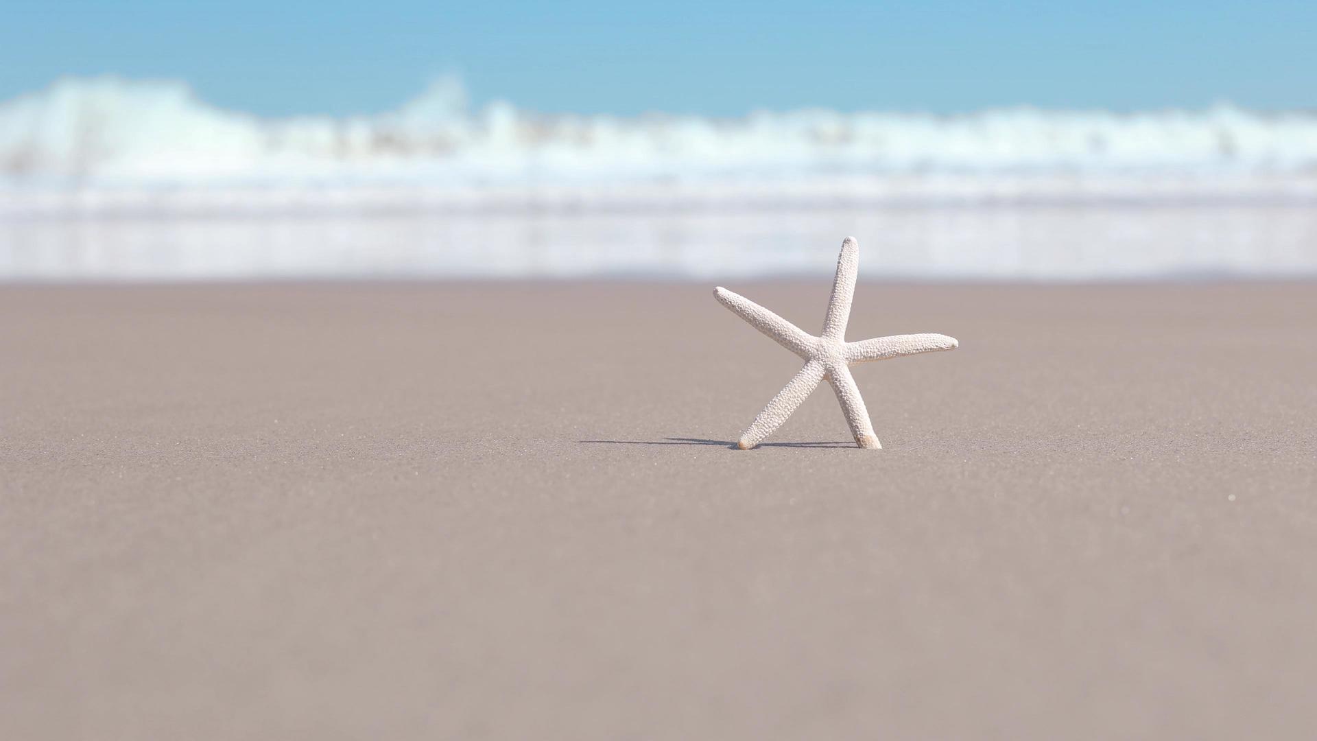 4K沙滩上海浪冲刷着海星视频的预览图