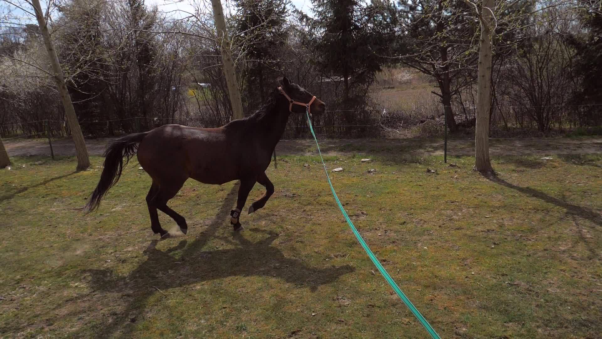 教练用冲刺缰绳和马一起工作教练正在山上训练动物视频的预览图