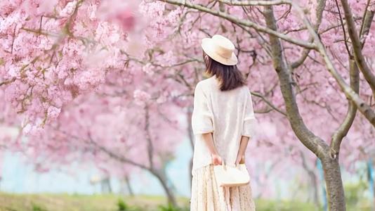 【收藏】粉色樱花大道梅花大道美丽浪漫视频的预览图