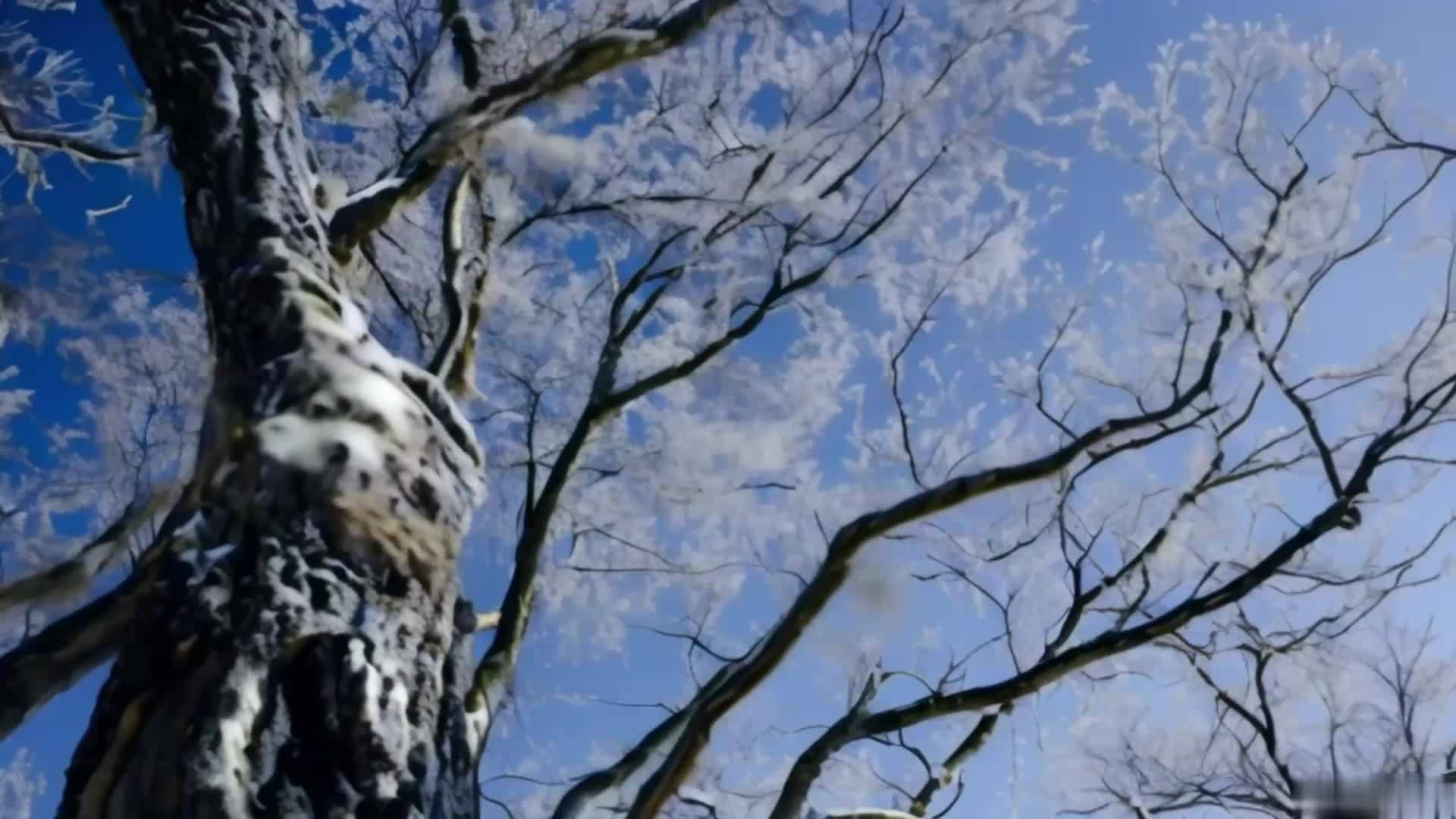 【收藏】美丽的雾凇冬日风景雪景视频的预览图
