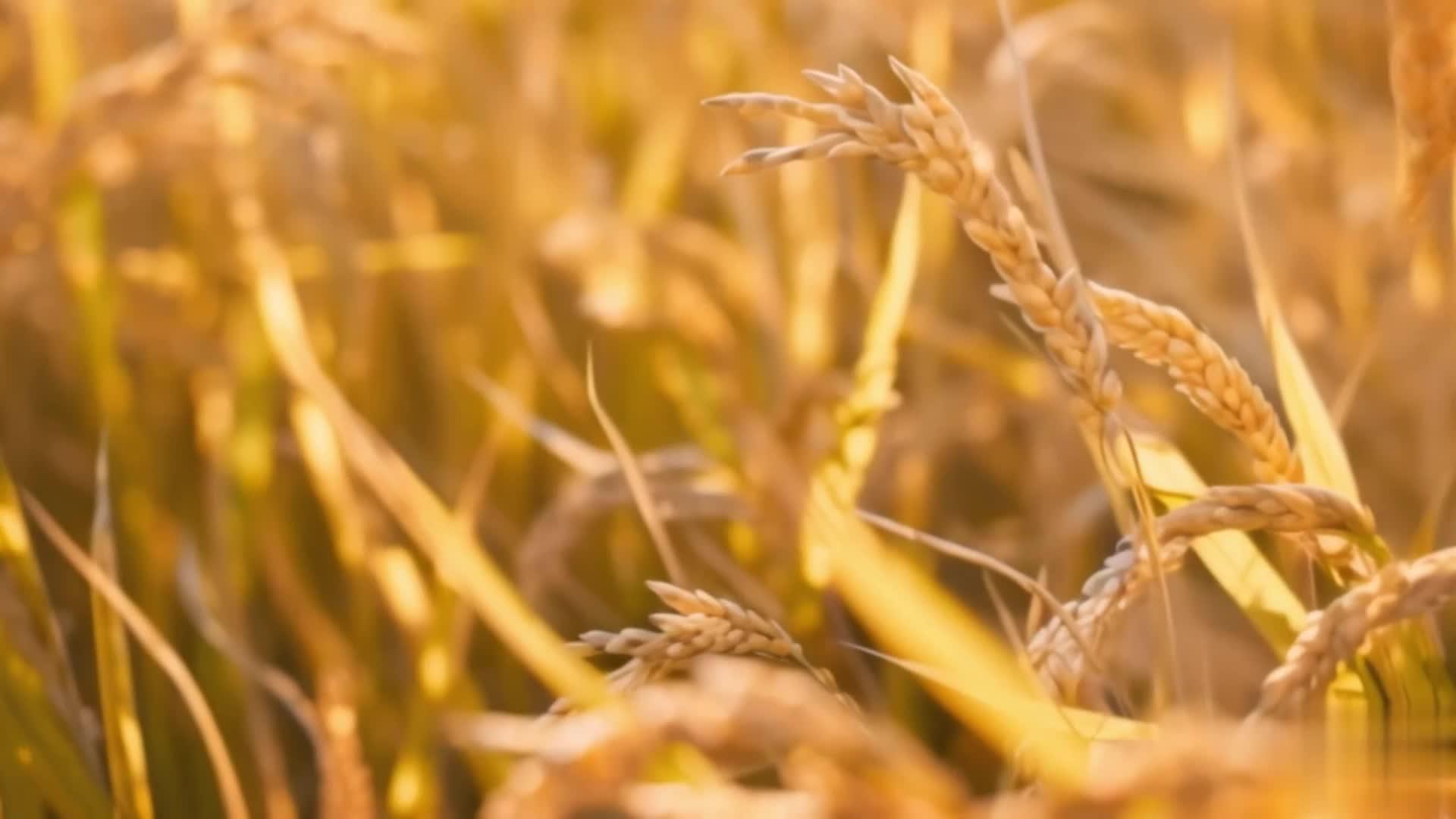 【收藏】夏季蓝天下的小麦田视频的预览图