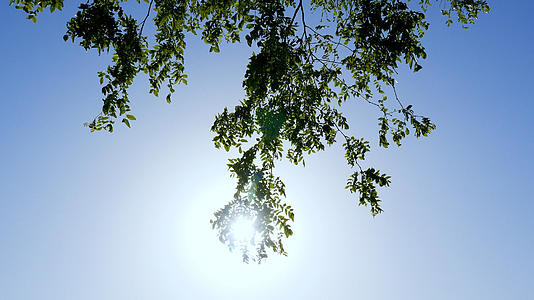 4K阳光照射树叶逆光视频的预览图