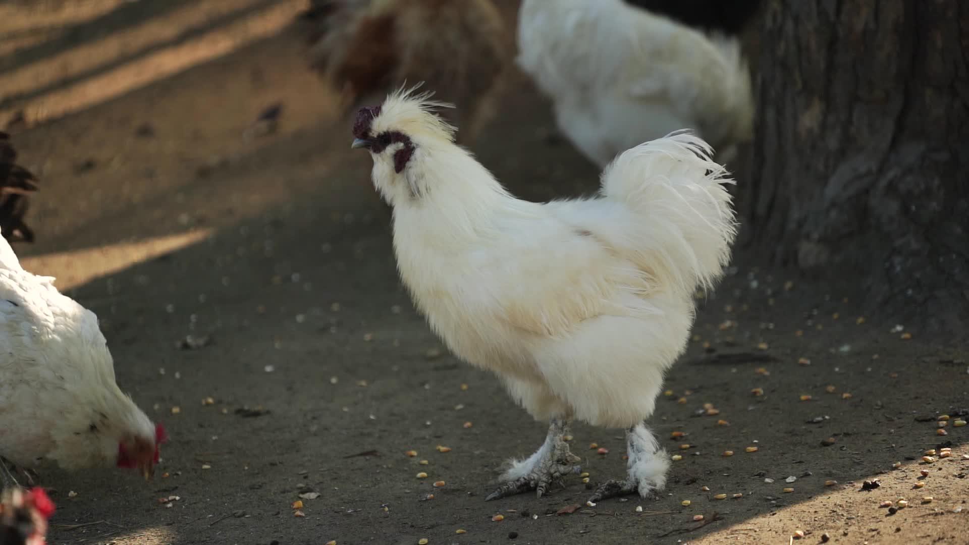 围绕围栏的装饰鸡宠物视频的预览图