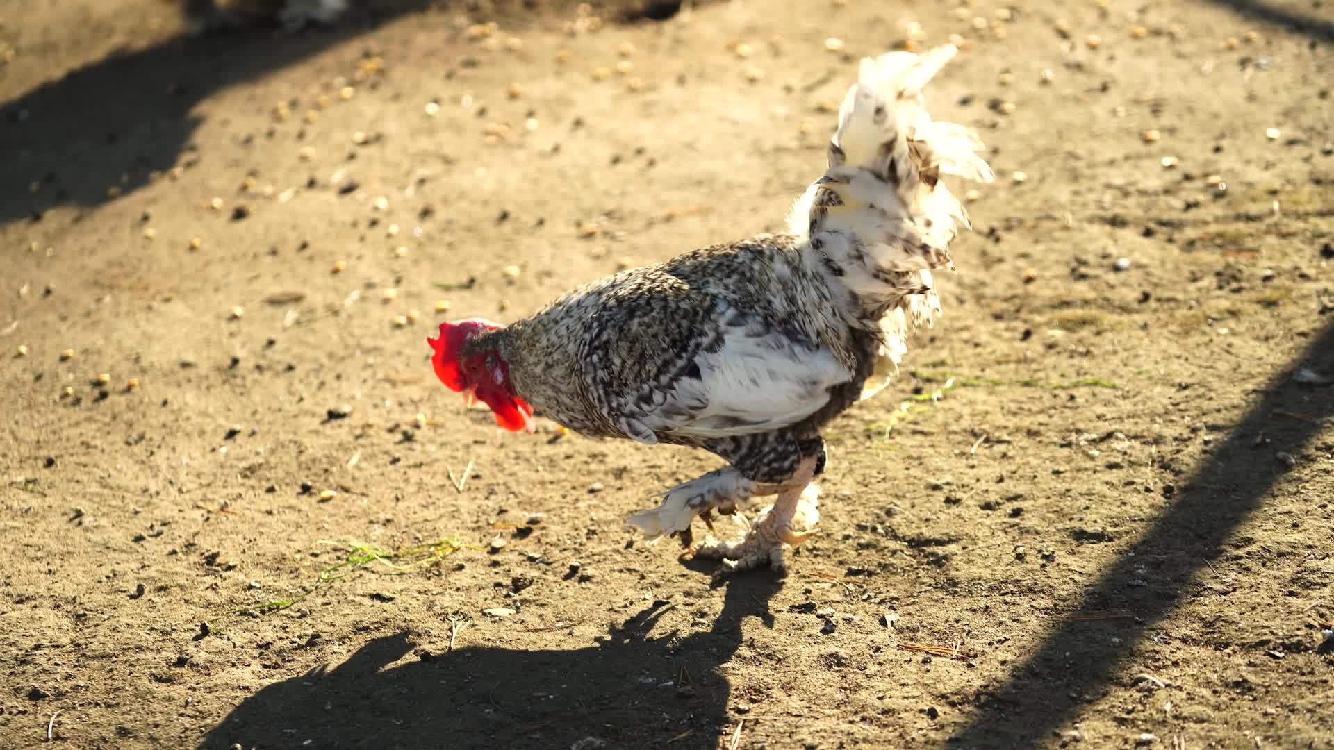一道篱笆里的鸡视频的预览图