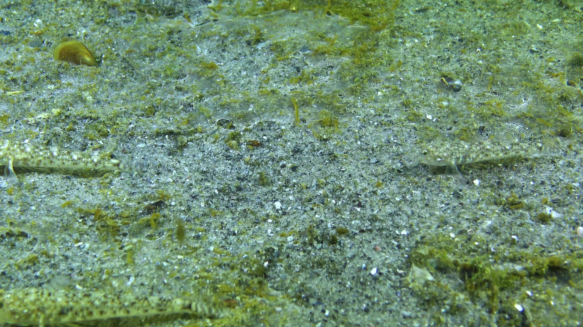 大理石虾虎鱼Pomatoshistusmarmoratus视频的预览图