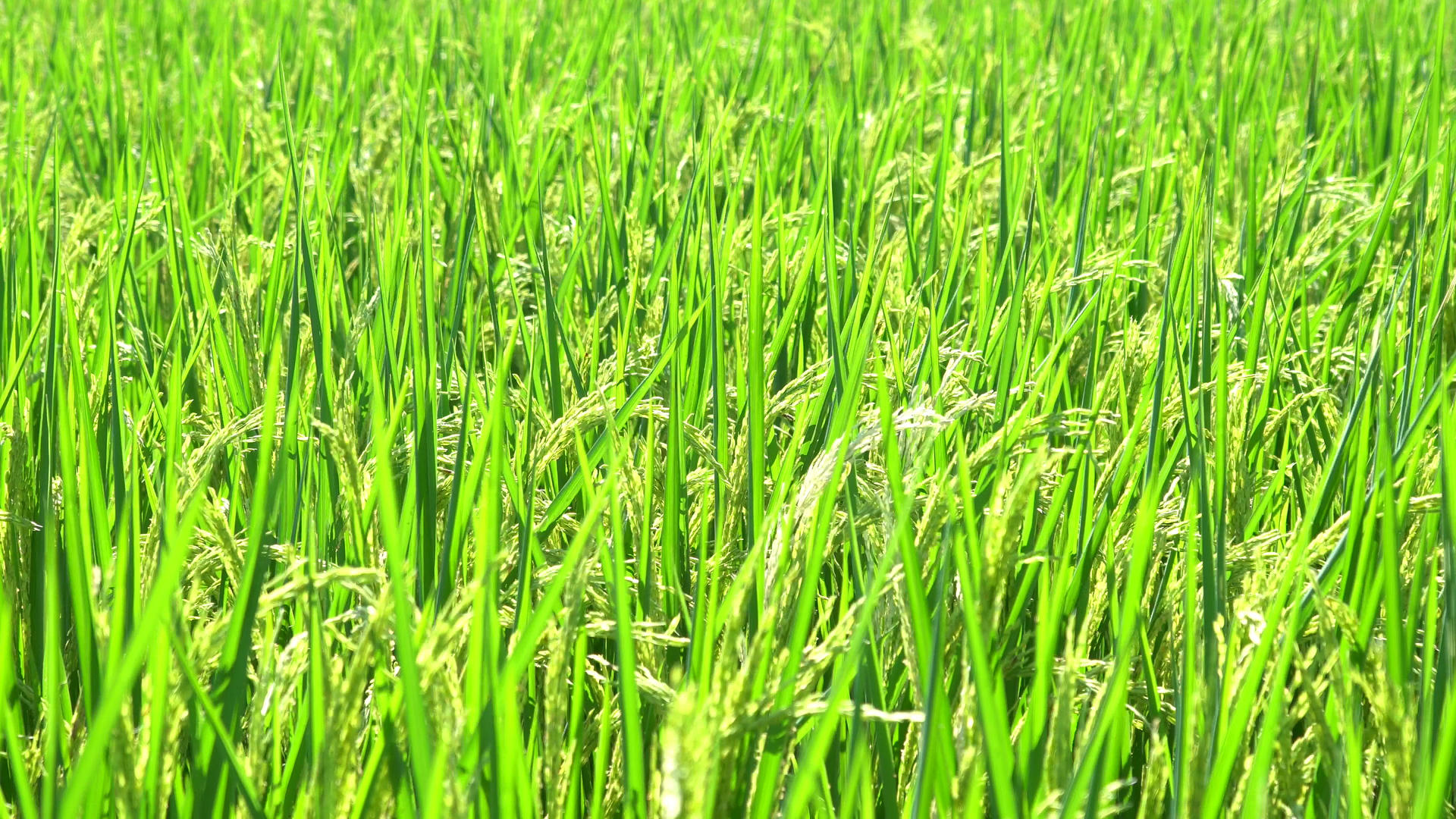 4K实拍农田里的水稻合集视频的预览图