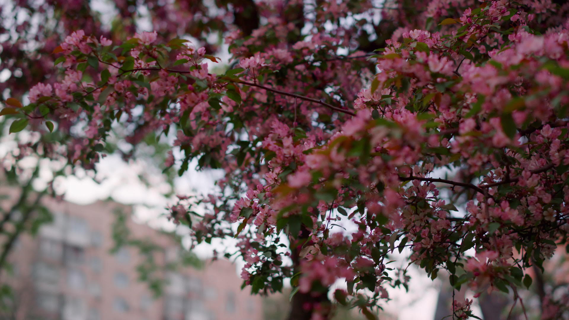 树上开着粉红色的花映衬着房子视频的预览图