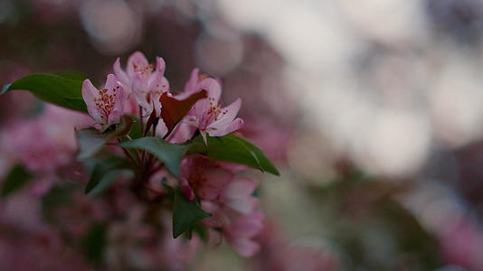 粉红色的特写树花盛开视频的预览图
