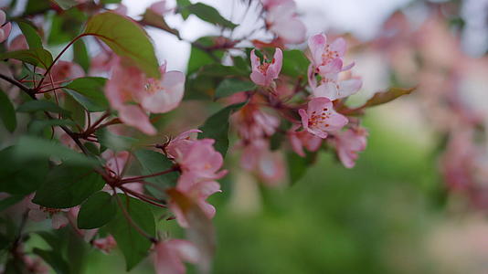在多云的天空下浪漫的花园特写粉色树花在春天的公园里盛开视频的预览图