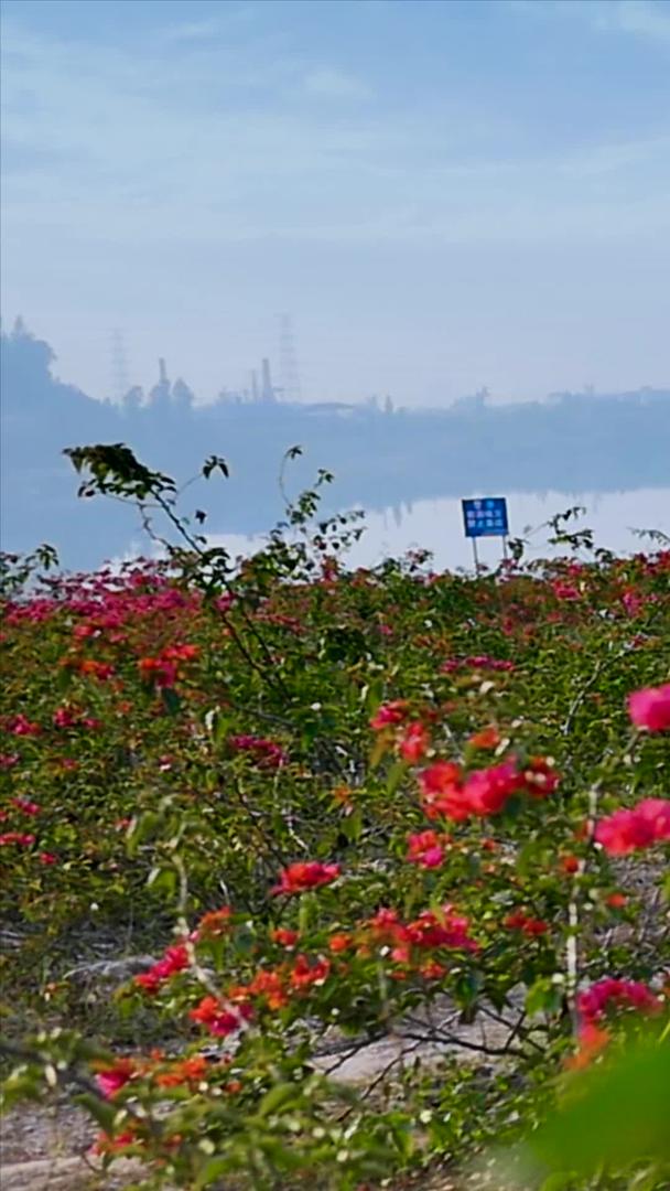湖边花卉实拍视频的预览图