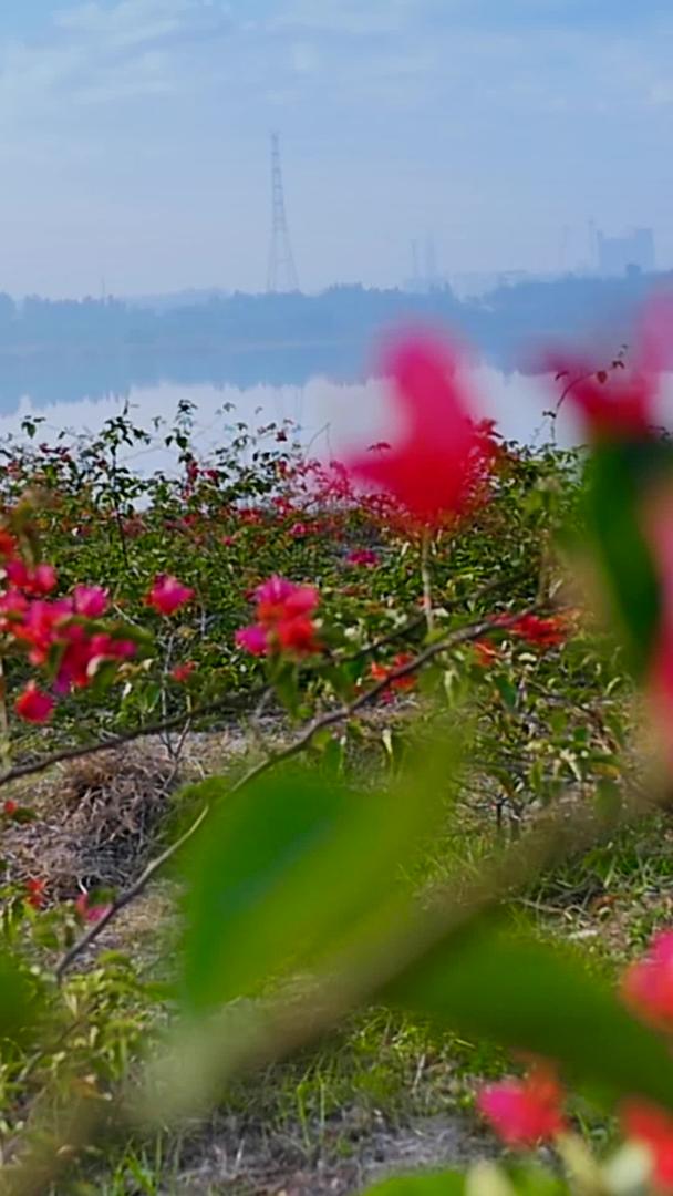 湖边花卉实拍视频的预览图