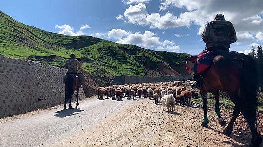 实拍新疆伊犁牧民放牧转场视频合集视频的预览图