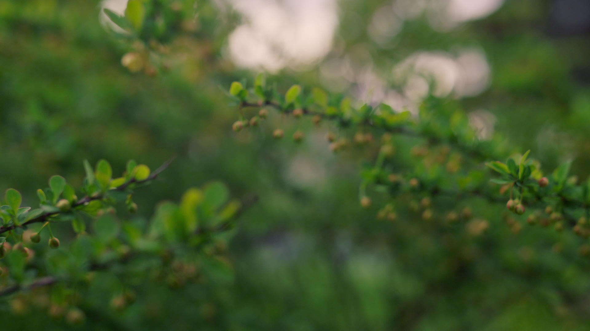 在日落光束的树枝上宁静的自然背景和新鲜的绿叶视频的预览图