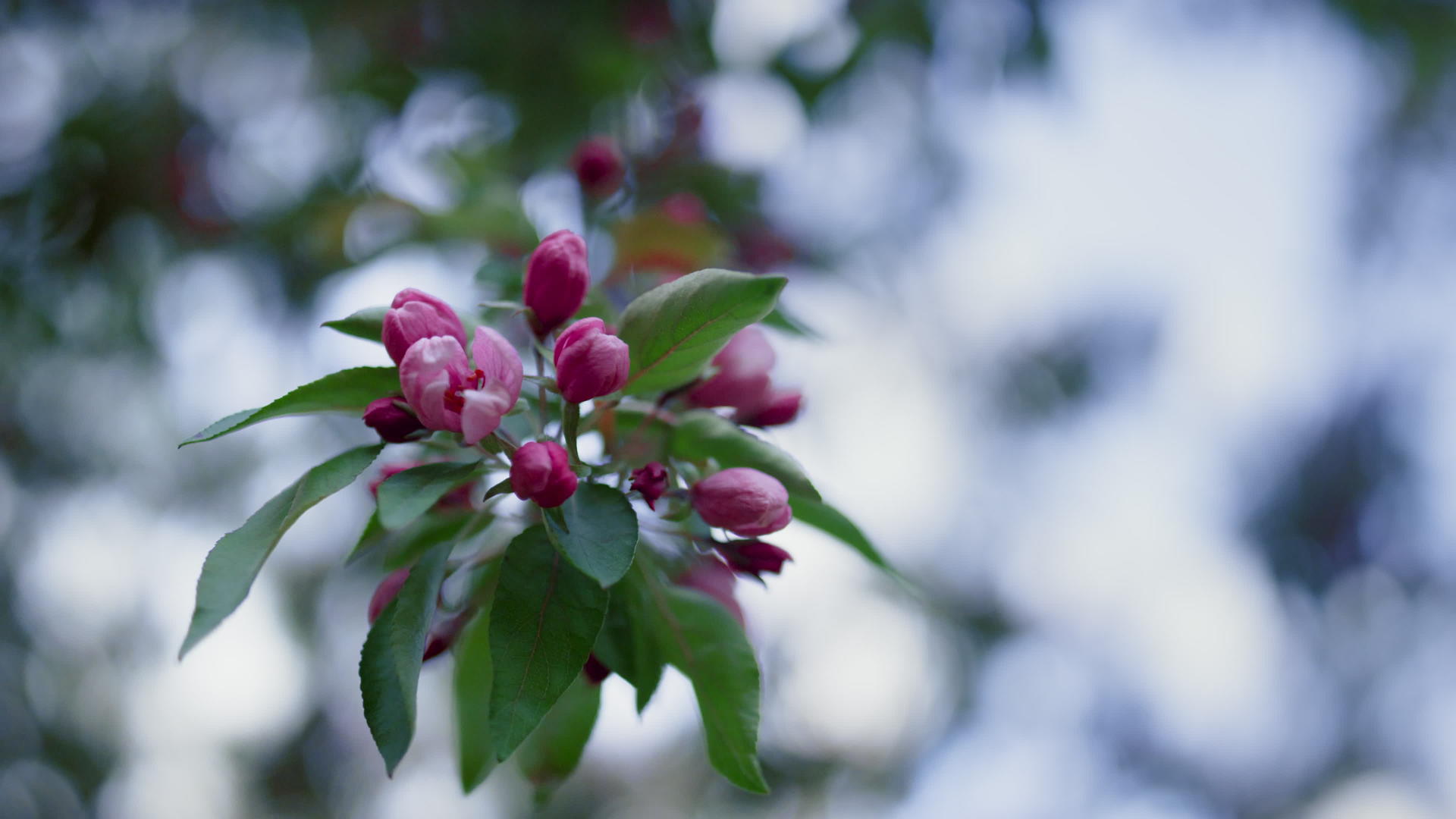 在白天特写粉红色的树花绽放视频的预览图