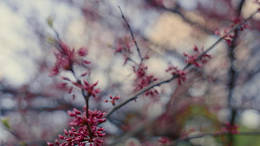 温暖的春天特写粉红色的樱桃树绽放视频的预览图