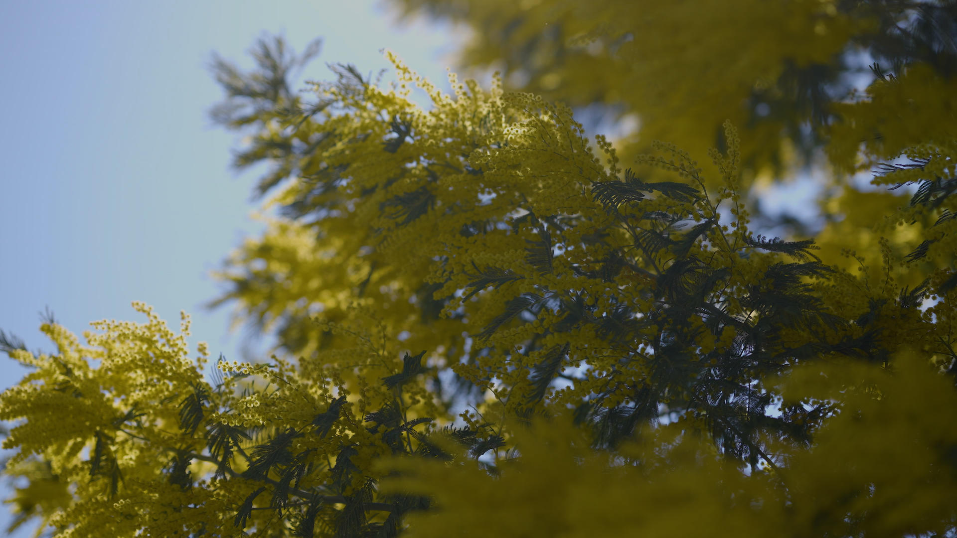 金合欢消息树云南春天金黄色树木花开旅游视频的预览图
