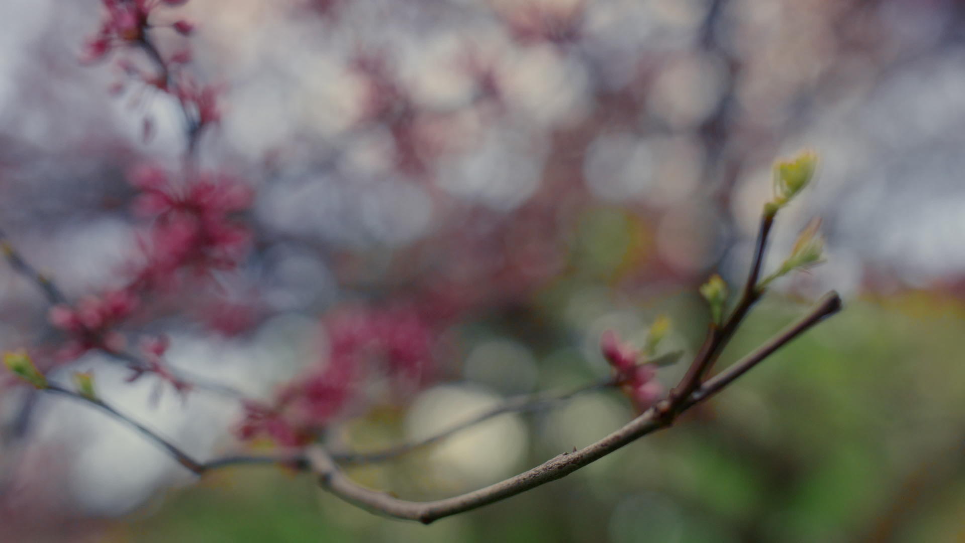 粉红樱花树在绿草中绽放视频的预览图