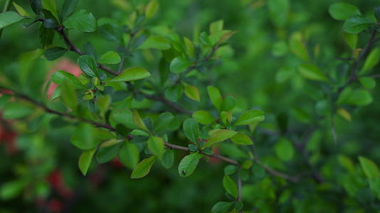 绿叶中开花的枝条和小红花在背景中视频的预览图
