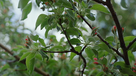 红树花在绿色的新鲜叶子中绽放视频的预览图
