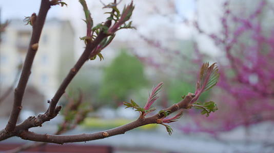 春天在城市公园盛开的樱桃树视频的预览图