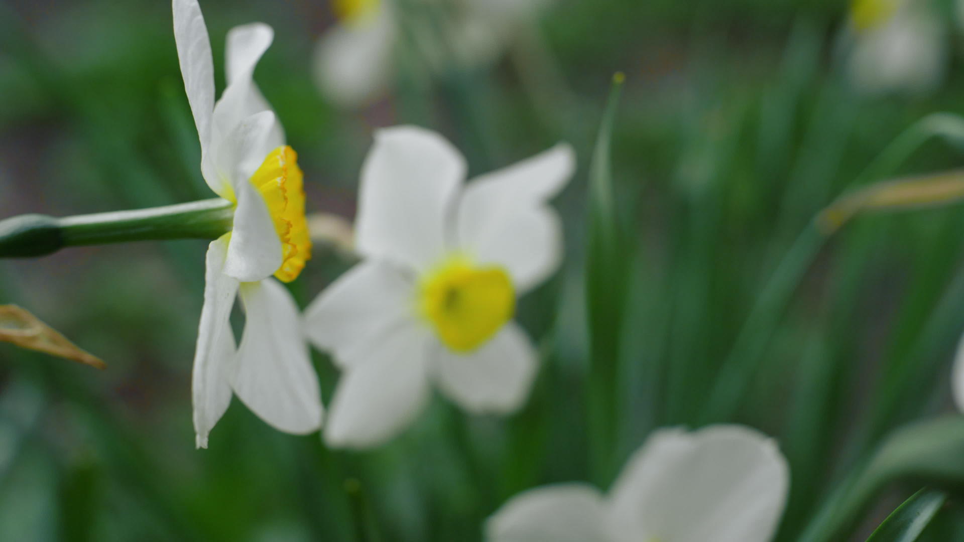 美丽的白花在鲜艳的绿草中绽放视频的预览图