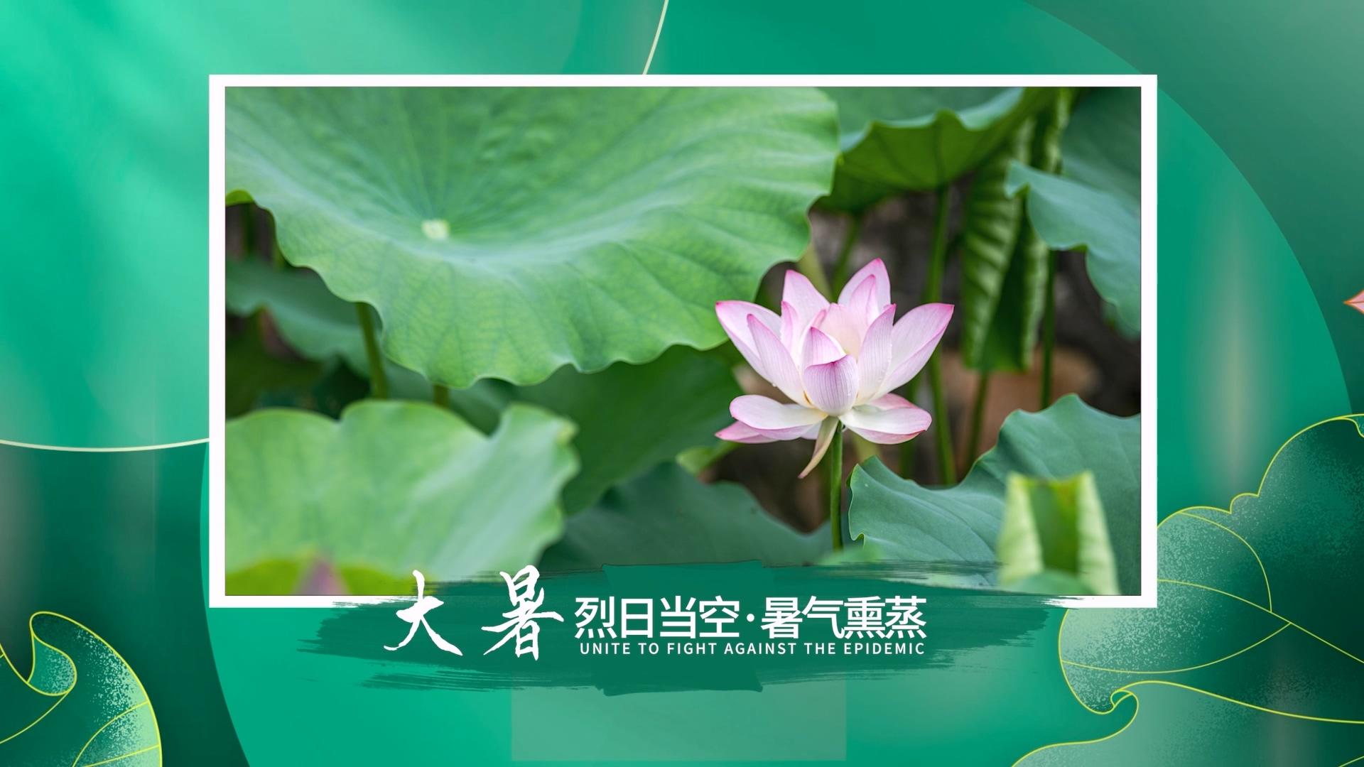 简洁绿色大暑图文展示PR模板视频的预览图