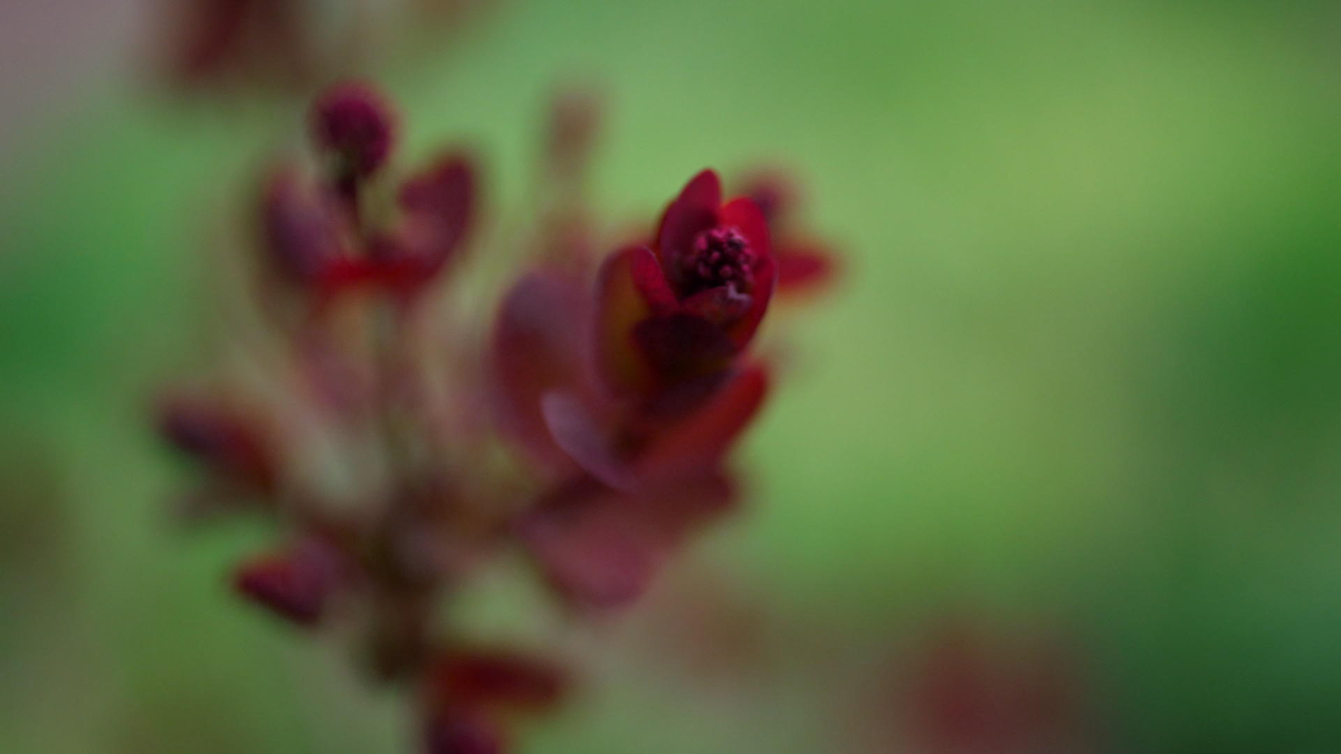 温暖的春天花园里的红叶在新鲜的绿草上绽放视频的预览图